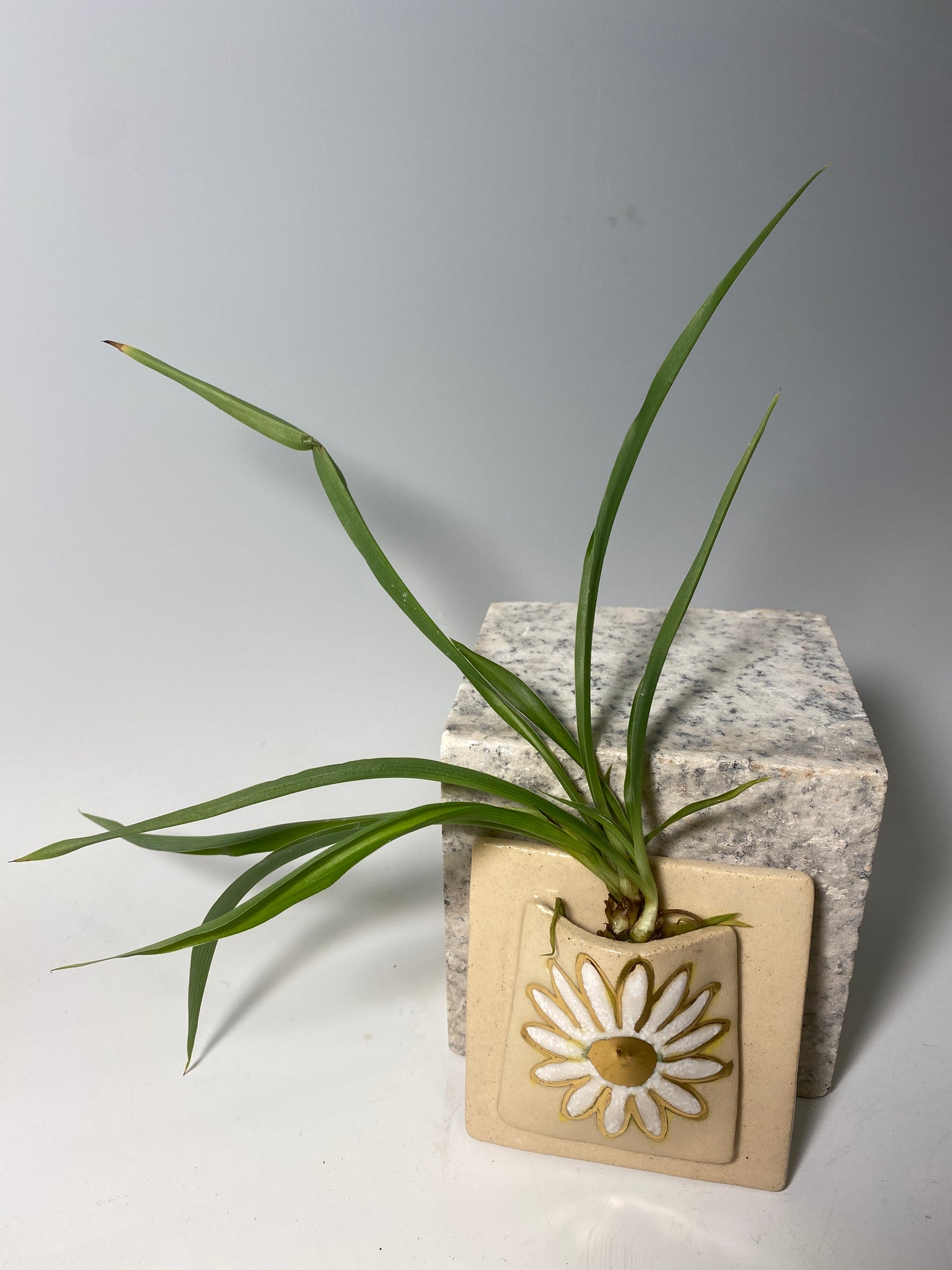 ceramic air plant hangers Ceramic Air Plant Holder – The Colm Collective